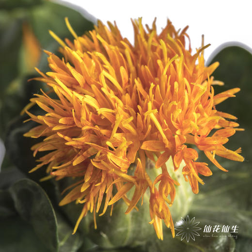 配花 | 橙菠萝 商品图2