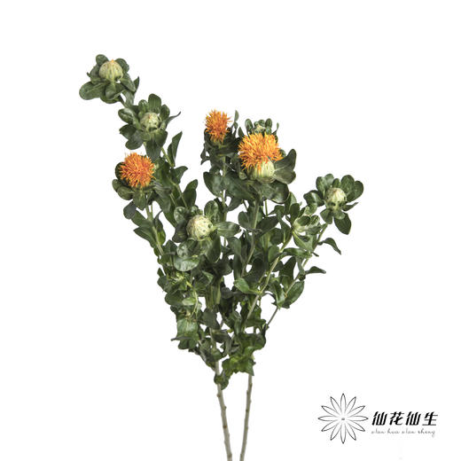 配花 | 橙菠萝 商品图1