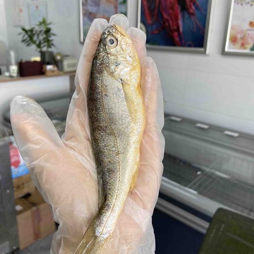 舟山冰鲜小黄鱼3斤装顺丰快递运费包邮 商品图1