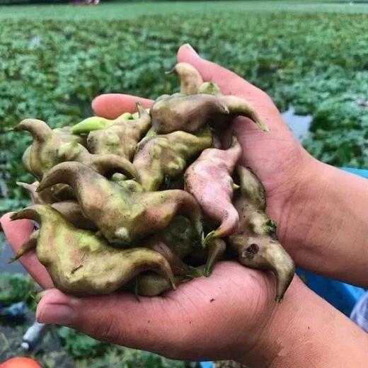 洪湖老菱角粉糯香甜2020年头茬洪湖新鲜菱角粉面香甜生熟可吃5斤包邮
