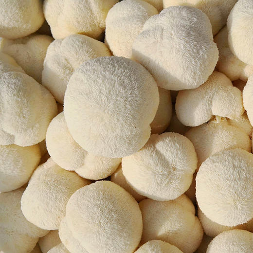 鲜猴头菇 肉质饱满 口感鲜香 鲜采现发 基地直发 顺丰包邮  商品图5