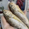 舟山冰鲜小黄鱼3斤装顺丰快递运费包邮 商品缩略图0