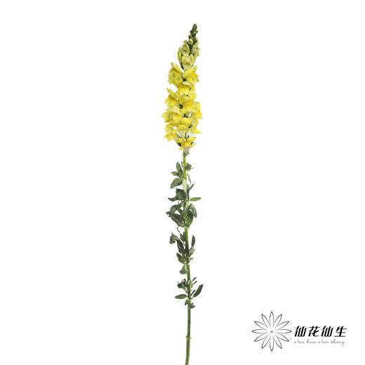 配花 | 金鱼草黄色 商品图1