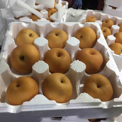 秋月梨 1个/约300g 商品图9
