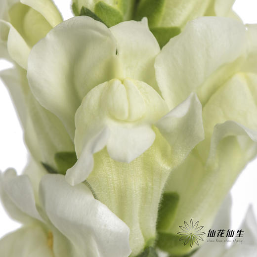 配花 | 金鱼草白色 商品图4