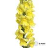配花 | 金鱼草黄色 商品缩略图2