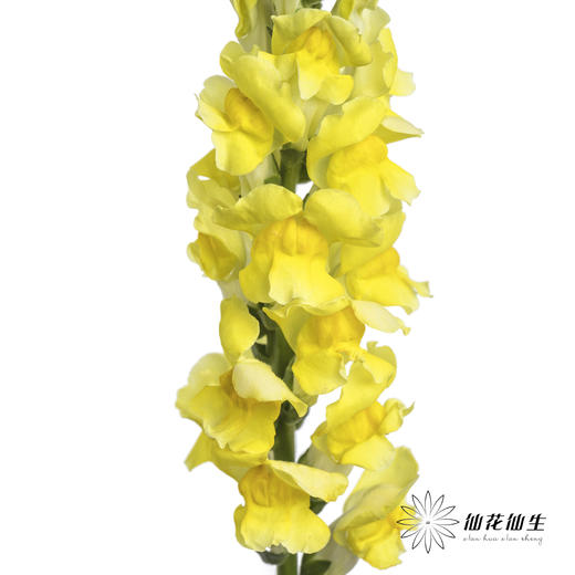 配花 | 金鱼草黄色 商品图2