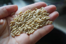 吉林胚芽燕麦米，软糯丝滑，350克/袋，发普通快递