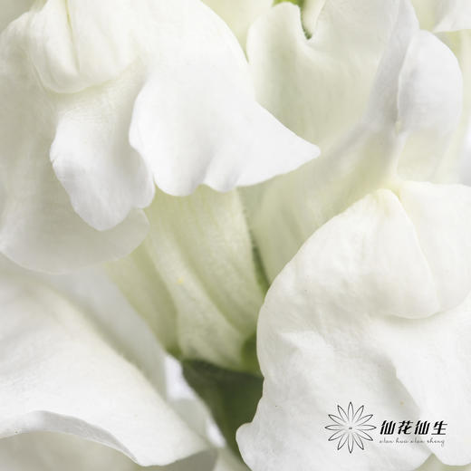 配花 | 金鱼草白色 商品图3