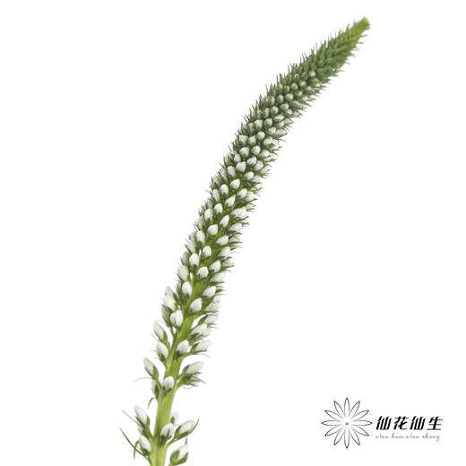 配花 | 鼠尾白色 商品图2