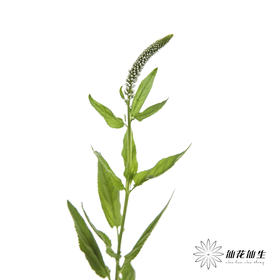 配花 | 鼠尾白色