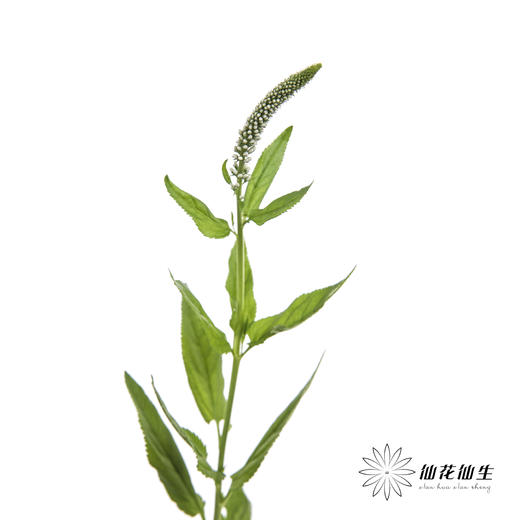 配花 | 鼠尾白色 商品图0