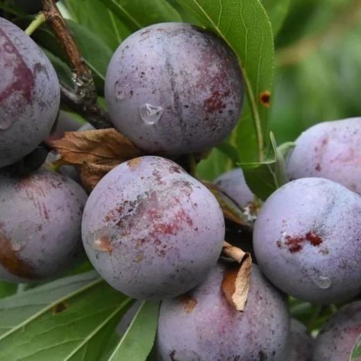 青红脆李/当季 1盒/1000g 商品图1