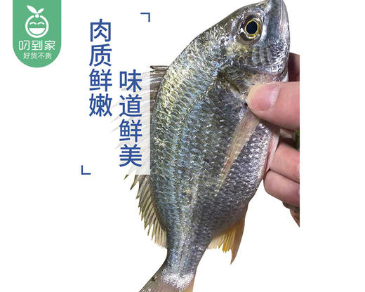 东山三去新鲜黄翅鱼（400g±50g/份 2-3条） 商品图4