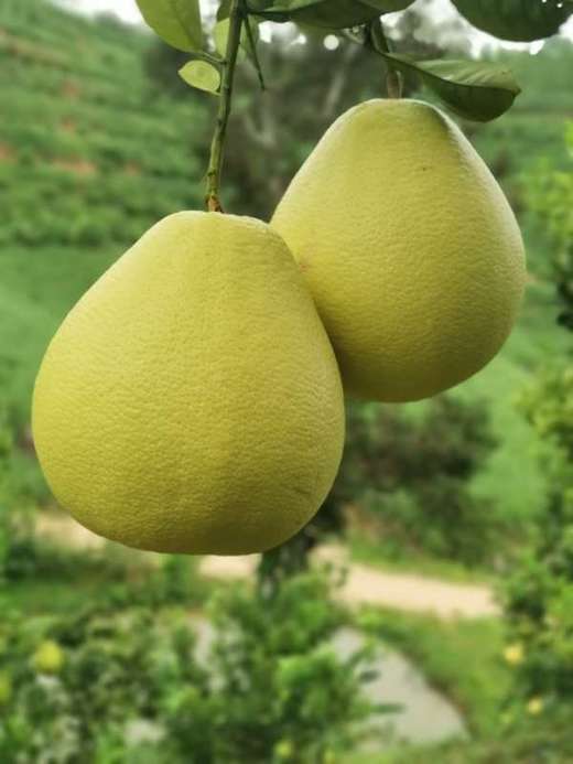 云南冬试早傣柚易剥皮水分高酸酸甜甜