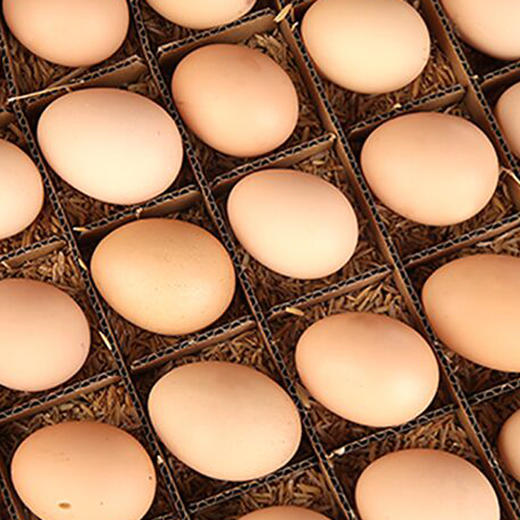 生态林下散养鸡蛋｜高山散养 蛋黄大营养高 富含卵磷脂 无激素 胆固醇含量低 商品图5