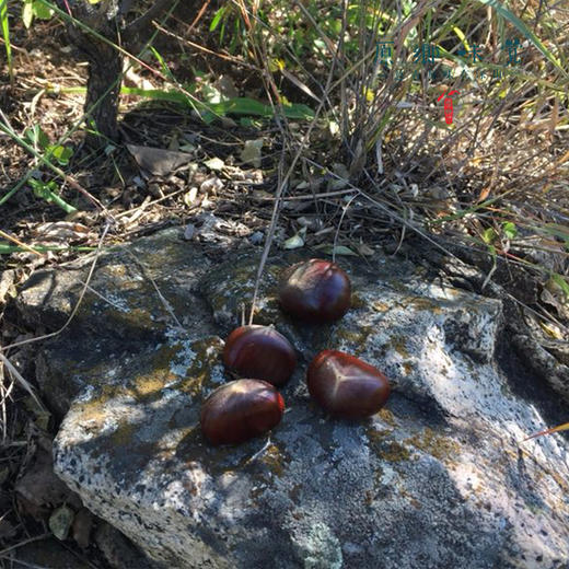 【每周二周五发货】怀柔生态鲜板栗/速冻板栗仁（基地直发-申通包邮） | 多种规格，来自北京怀柔，生产者：王秀亮【合作生产，公平贸易】 商品图9