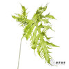 叶材 | 凤尾蕨 商品缩略图0