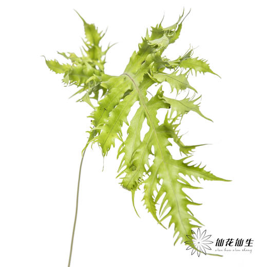 叶材 | 凤尾蕨 商品图0