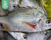 活杀野生黄翅鱼（225g±25g/条） 商品缩略图2