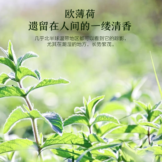 【购物即送精华资格】阿芙欧薄荷精油10ml 黑头毛孔提神醒脑香薰JPY带授权招加盟代理 商品图3