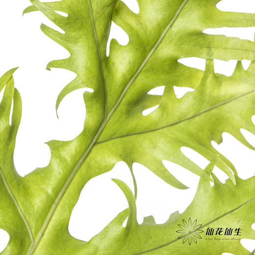 叶材 | 凤尾蕨 商品图4