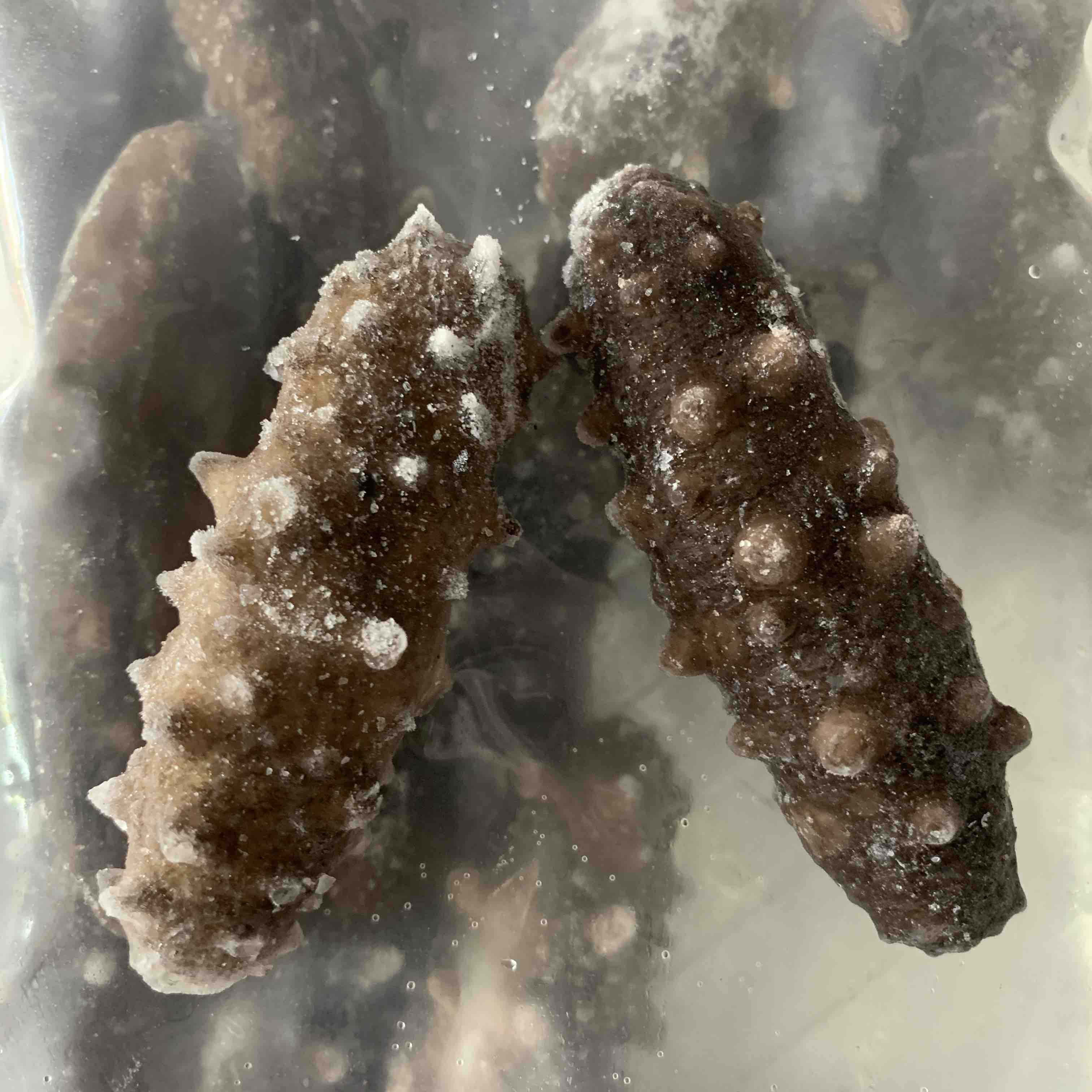 海参野生20只装