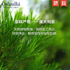 Oshadhi德国O家茶树纯露花水控油清爽清洁毛孔爽肤水化妆水护肤品JPY带授权招加盟代理 商品缩略图2