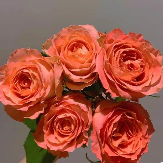 方德玫瑰香妃70cm左右10支装超长花期质量保证