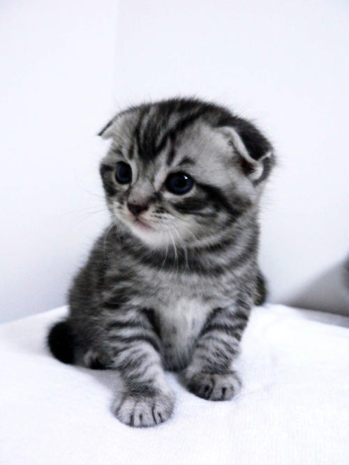 神奇狗粮～ 商品图0