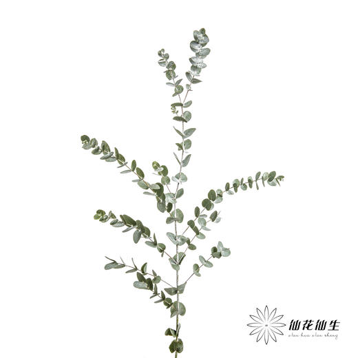 叶材 | 尤加利银水滴 商品图3