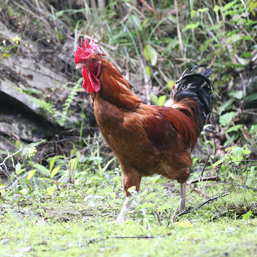 花秋土鸡童子鸡3只【冷链配送】 商品图0
