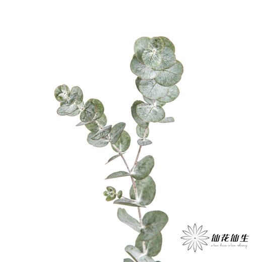 叶材 | 尤加利银水滴 商品图2