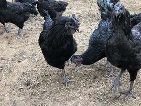 生态黑鸡（公鸡 母鸡） 旧院黑鸡 乌鸡 鸡肉  国家产品地理标志产品