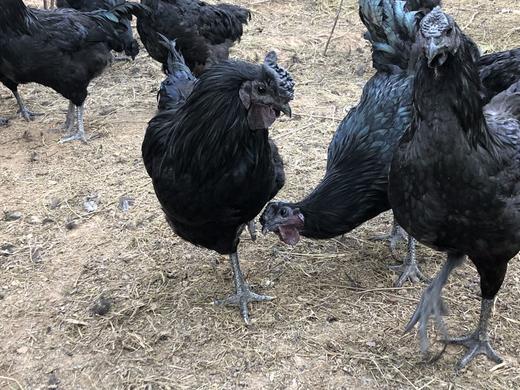 生态黑鸡（公鸡 母鸡） 旧院黑鸡 乌鸡 鸡肉  国家产品地理标志产品 商品图0