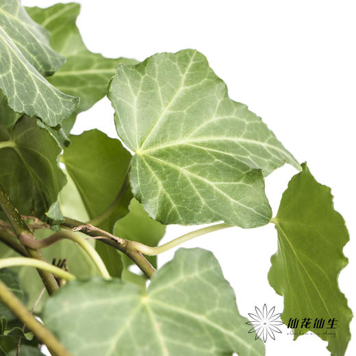 叶材 | 常春藤 商品图5