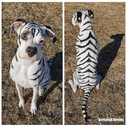 超级黑持久宠物染色剂 OPAWZ小爪印 商品图11