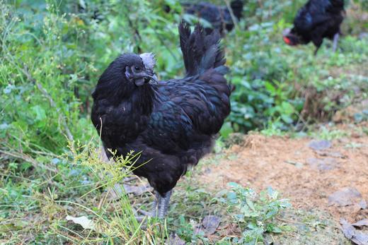 丨生态丨黑鸡鸡蛋 富硒 旧院黑鸡鸡蛋 乌鸡鸡蛋   国家产品地理标志产品 商品图7