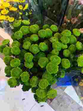 菊花-上海小菊-绿色-10枝/扎