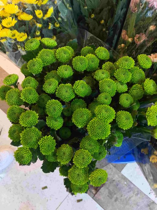 菊花-上海小菊-绿色-10枝/扎 商品图0