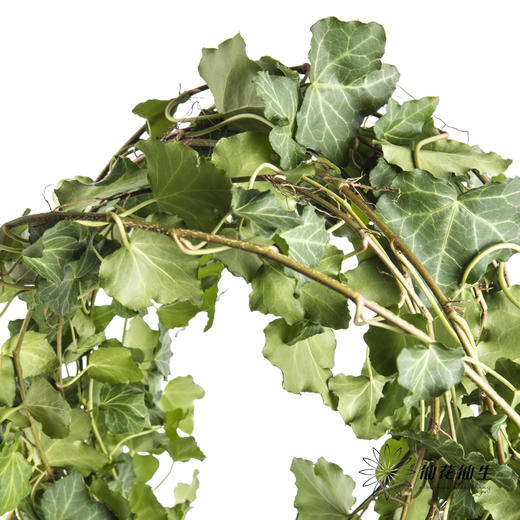 叶材 | 常春藤 商品图2