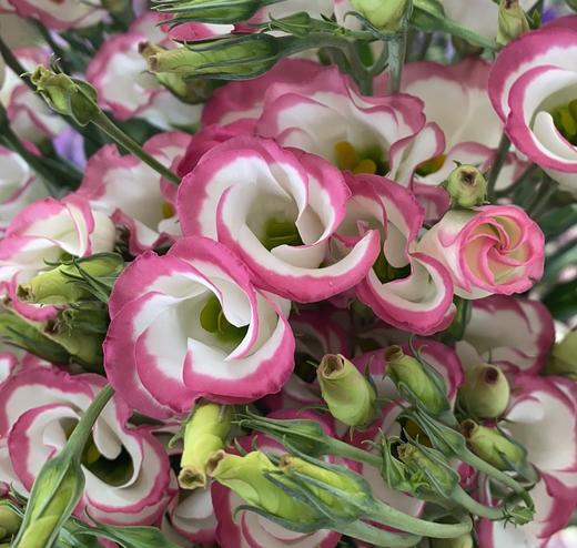 【通海露西塔玫瑰花型】cx-洋桔梗 短笛粉边 迷你花型