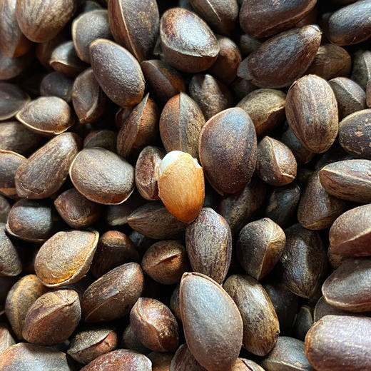 云南野生新鲜即食松子送松子夹2斤