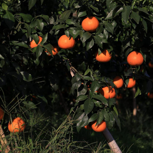 【有机认证】有机爱媛老树红美人果冻橙 入口化渣 果冻样细腻 商品图11