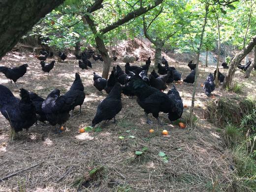 生态黑鸡（公鸡 母鸡） 旧院黑鸡 乌鸡 鸡肉  国家产品地理标志产品 商品图1