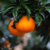 【有机认证】有机爱媛老树红美人果冻橙 入口化渣 果冻样细腻 商品缩略图5