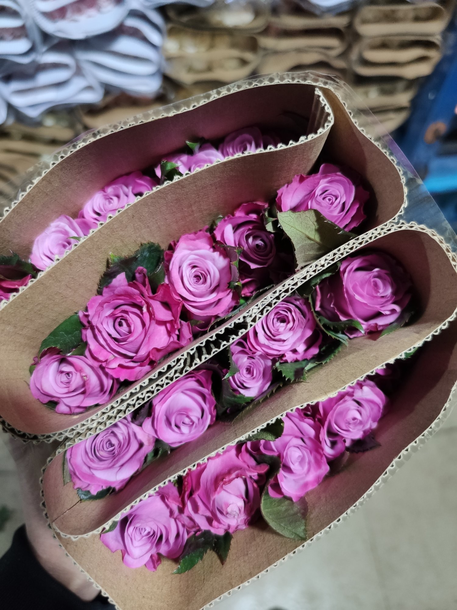 嫣然玫瑰一扎1820支包邮