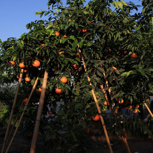 【有机认证】有机爱媛老树红美人果冻橙 入口化渣 果冻样细腻 商品图12