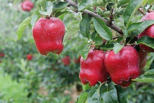 甘肃蛇果中果3斤左右