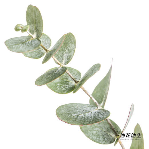 叶材 | 尤加利银水滴 商品图0